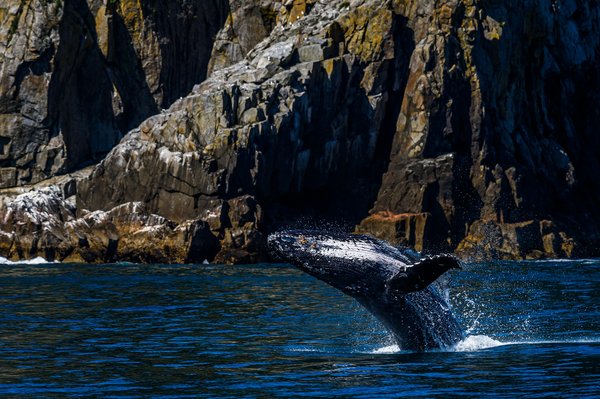Comment organiser une croisière qui propose des excursions pour observer les baleines en Islande?